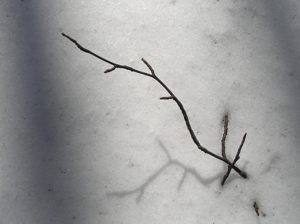 Vt21031116.jpg