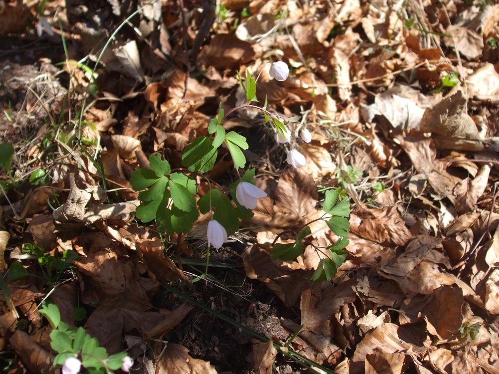 DSCF1599.jpg