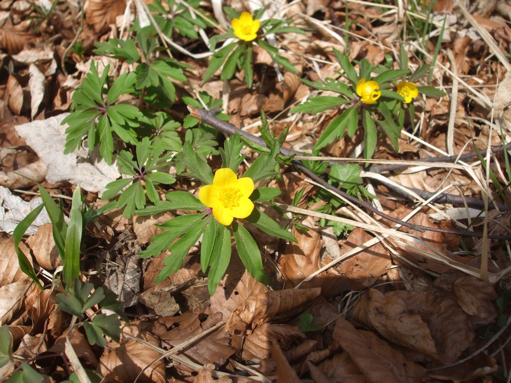DSCF1603.jpg
