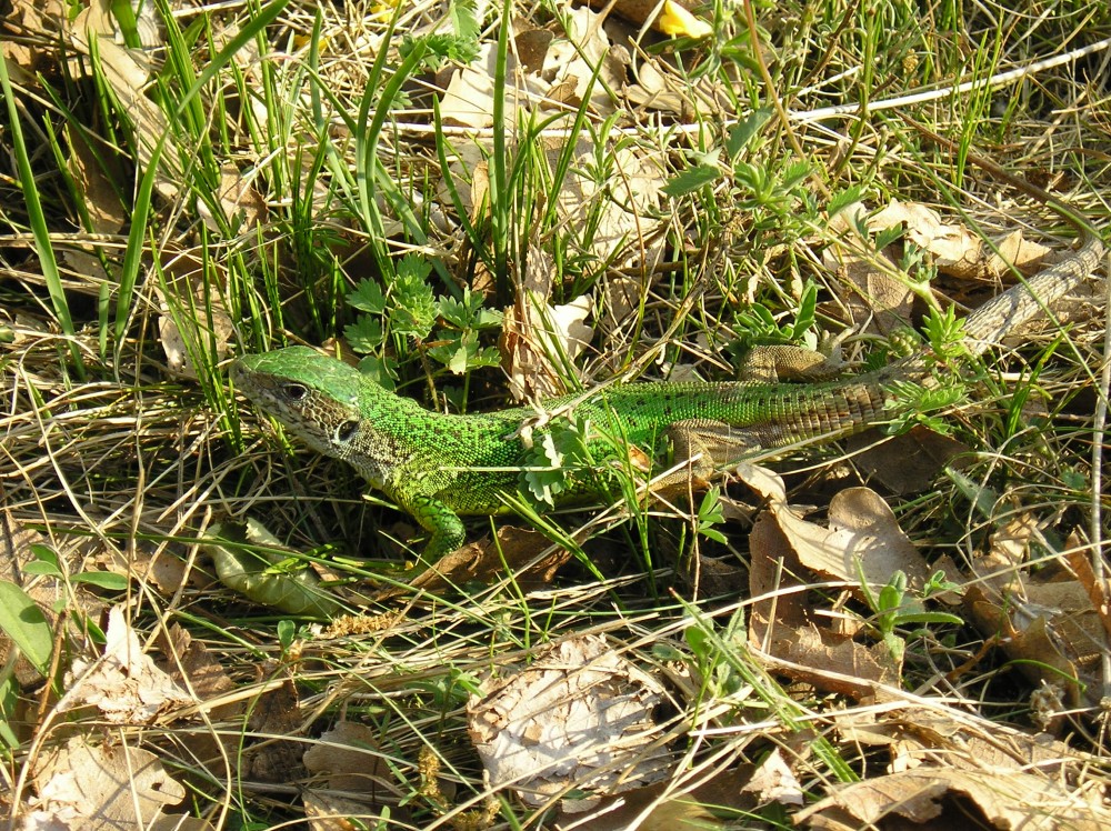 p1010086